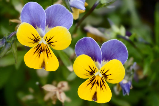 Pansy